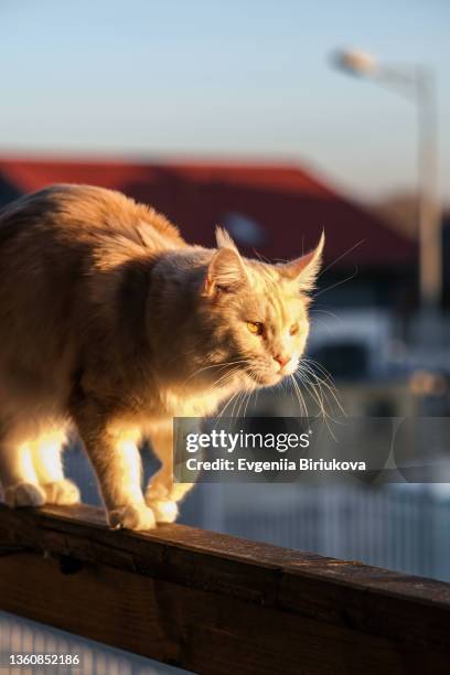 red maine coon cat is walking along the fence in the rays of the setting sun. - grey maine coon stock pictures, royalty-free photos & images