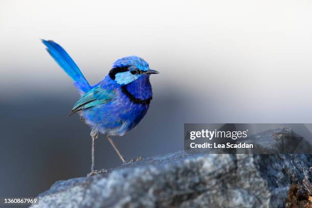 splendid fairy-wren male series #2 - australia bird stockfoto's en -beelden