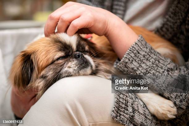 the dog is sleeping on the owner's lap - pekingese stock-fotos und bilder
