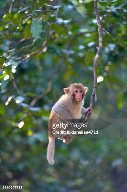 giocare giovane scimmia nei boschi - macaque foto e immagini stock