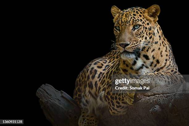 indian leopard - panther schwarz stock-fotos und bilder