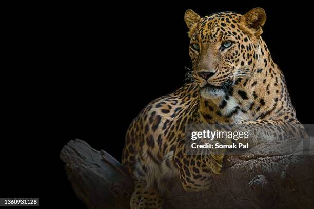 delhi safari photos indian leopard - delhi safari stock pictures, royalty-free photos & images