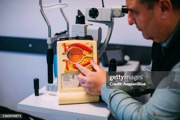 doctor giving information on eye model - córtex visual imagens e fotografias de stock
