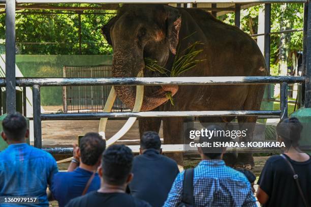 Muthu Raja Raja (Elephant) Photos and Premium High Res Pictures - Getty Images