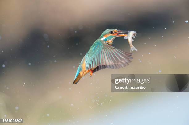 kingfisher fishing - kingfisher river stock pictures, royalty-free photos & images