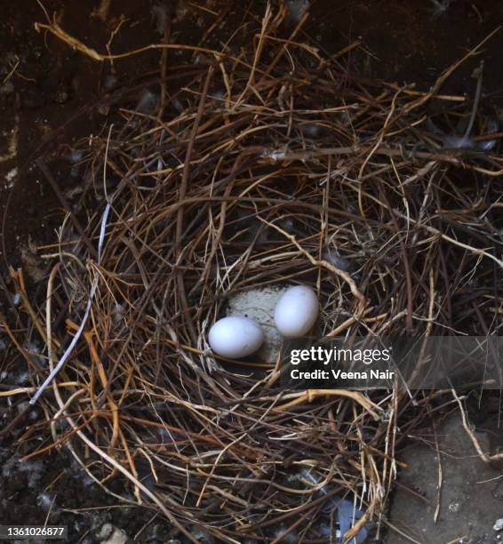 two eggs of  rock dove pigeon in the nest/bird nest/ahmedabad - bird nest stock pictures, royalty-free photos & images