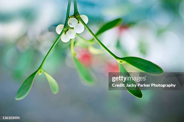 delicate green leaves and white berries of mistlet - pungitopo foto e immagini stock