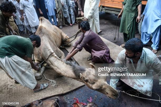 Muslims prepare a sacrificial camel for slaughter on the second day of the Muslim festival of Eid al-Adha in Karachi on June 30, 2023.