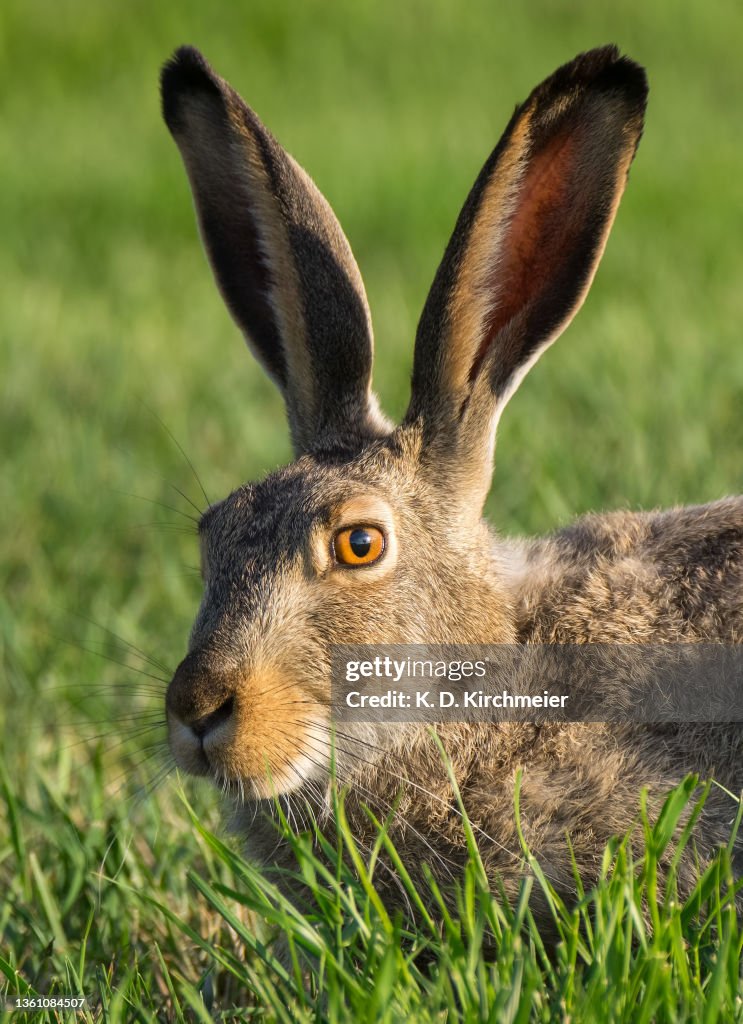White-tailed jackrabbit portrait