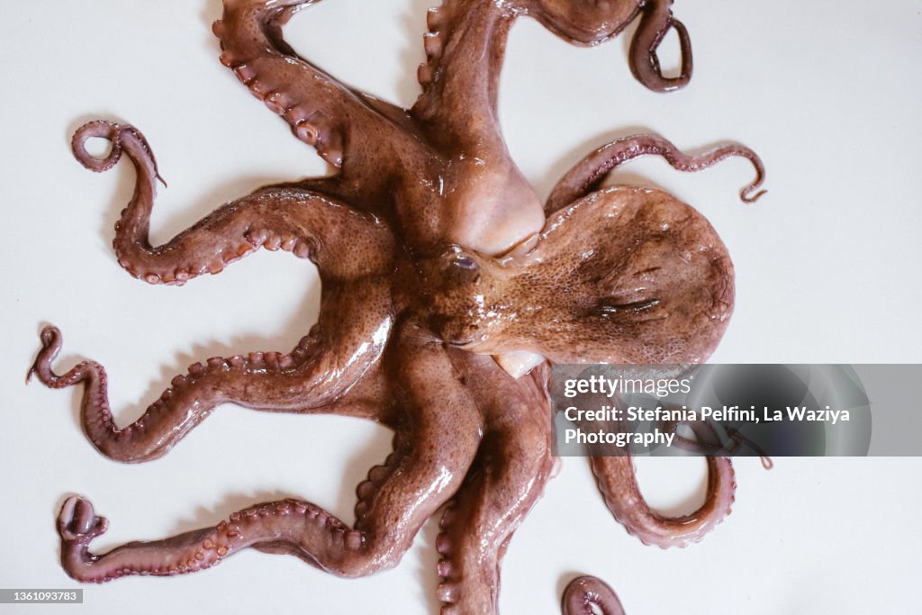 Raw Octopus on White Surface