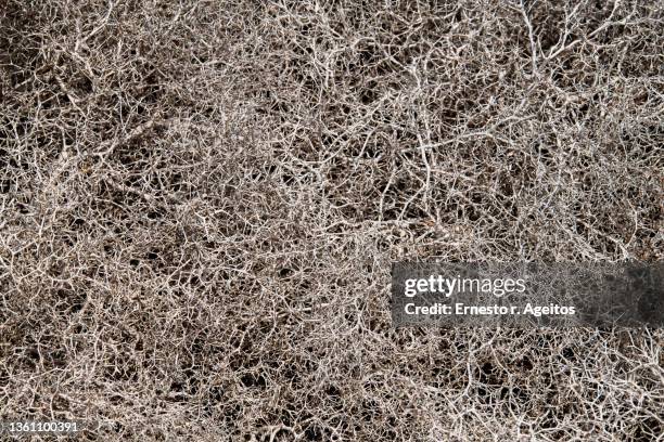 xerophyle bush close-up - thorn bush stock pictures, royalty-free photos & images