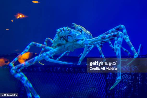 king crab - granchio reale foto e immagini stock