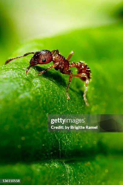 red ant - ant close up stock pictures, royalty-free photos & images
