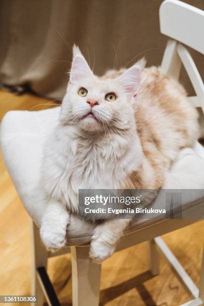 white maine coon cat on a chair in the house, close-up - maine coon cat ストックフォトと画像