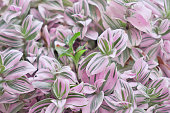 Tradescantia albiflora Nanouk tender variegated pink, green and purple leaves pattern.