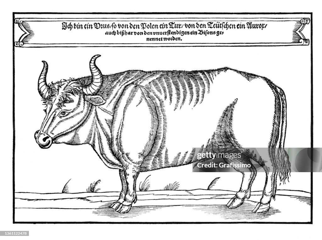 Aurochs or Urus extinct cattle 16th century