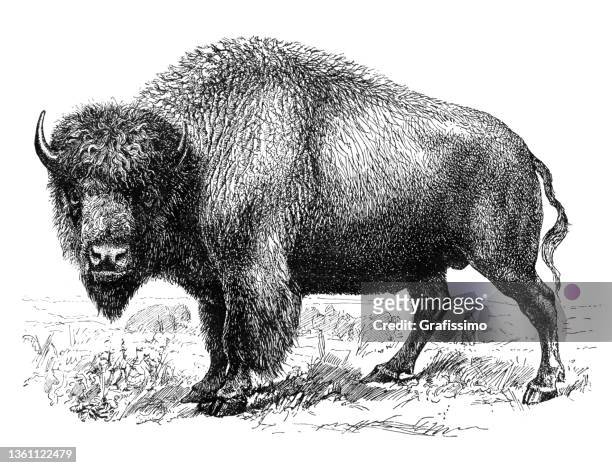 american bison drawing 1896 - oxen stock illustrations