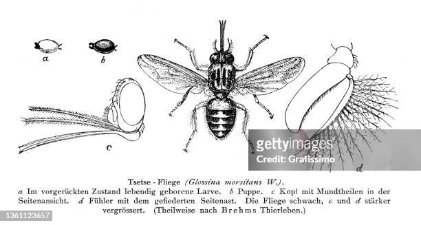 tsetse fly drawing 1896 - tsetse fly 幅插畫檔、美工��圖案、卡通及圖標