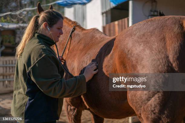 young veterinarian conducting a review to a young colt. - mare stock pictures, royalty-free photos & images