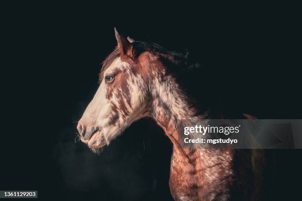 fine art portrait of native american indian horse on black background. - appaloosa horse stock pictures, royalty-free photos & images