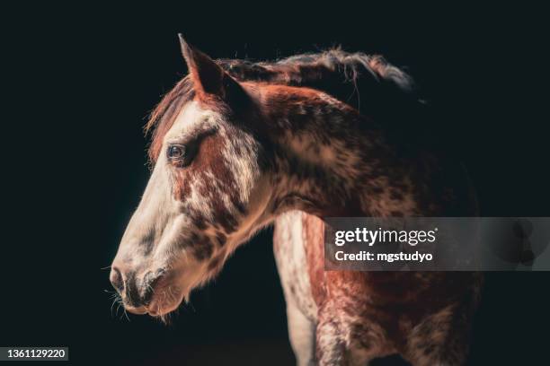 fine art portrait of native american indian horse on black background. - mottled stock pictures, royalty-free photos & images