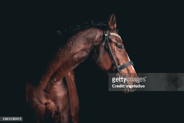 elegant horse portrait on black backround. horse on dark backround. - paard stockfoto's en -beelden