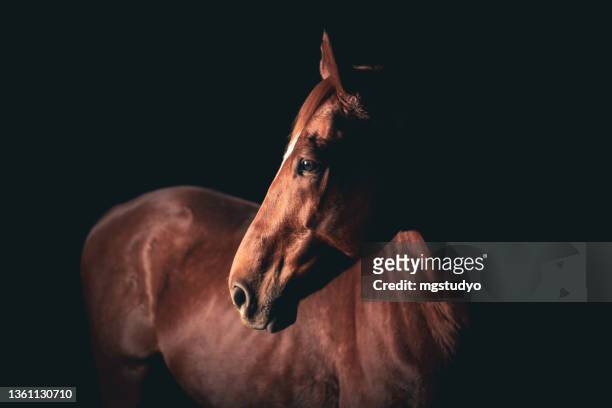 creative shot of a dark bay horse head looking left. - black horse stockfoto's en -beelden