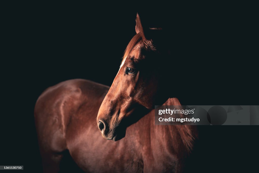 Creative shot of a dark bay horse head looking left.
