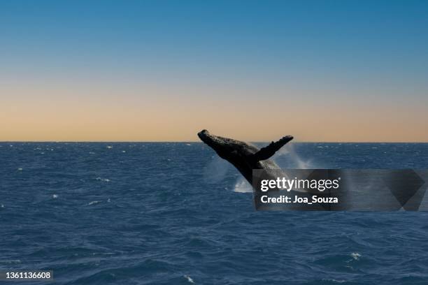 南バイアのザトウクジラ - セミクジラ科 ストックフォトと画像