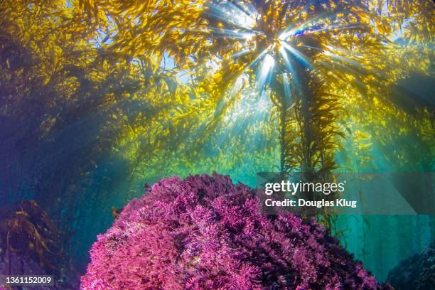 kelpsunburst6dec19-21 - channel islands national park stock pictures, royalty-free photos & images