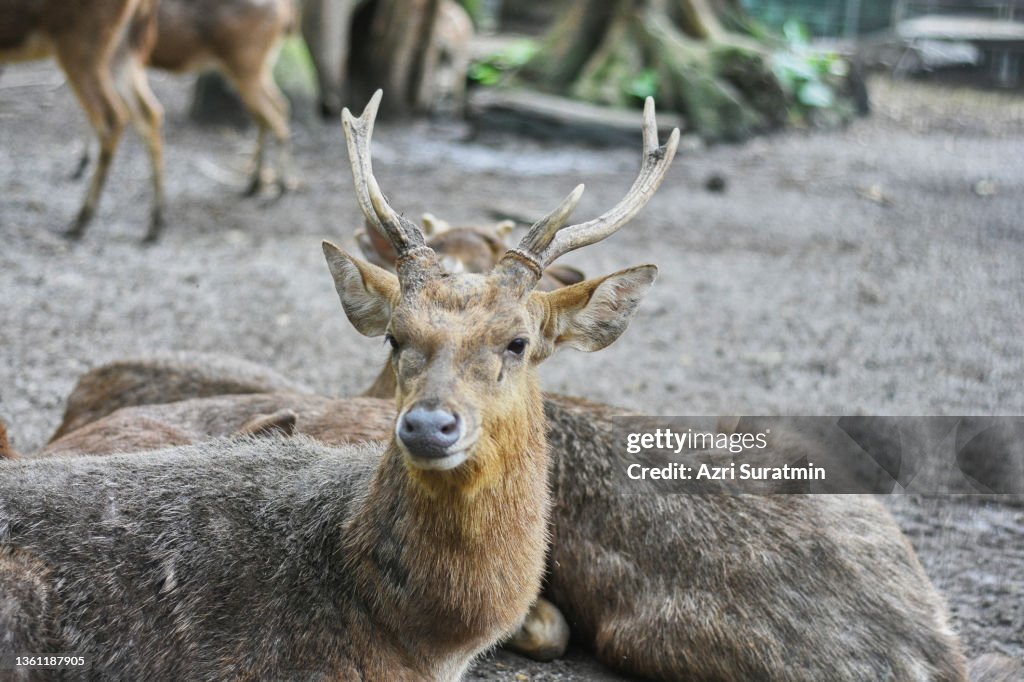 The Javan rusa or Sunda sambar (Rusa timorensis) is a deer native to Indonesia and East Timor.