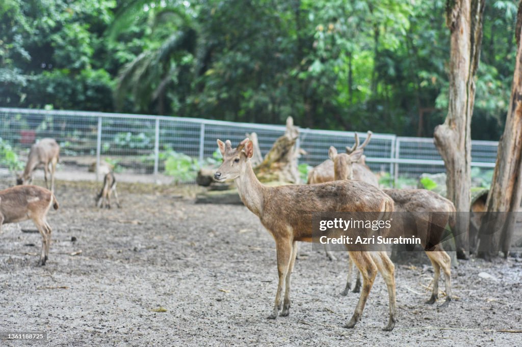 The Javan rusa or Sunda sambar (Rusa timorensis) is a deer native to Indonesia and East Timor.