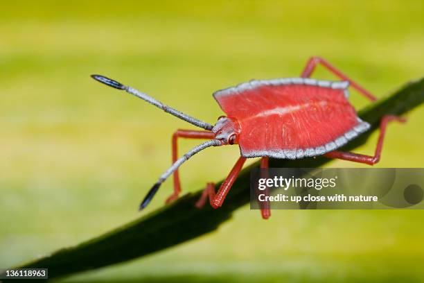 Shield Shell Stink Bug Stink Bug Larvae Photos and Premium High Res Pictures - Getty Images