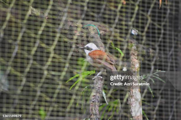 white-crested laughingthrush - garrulax leucolophus stock pictures, royalty-free photos & images