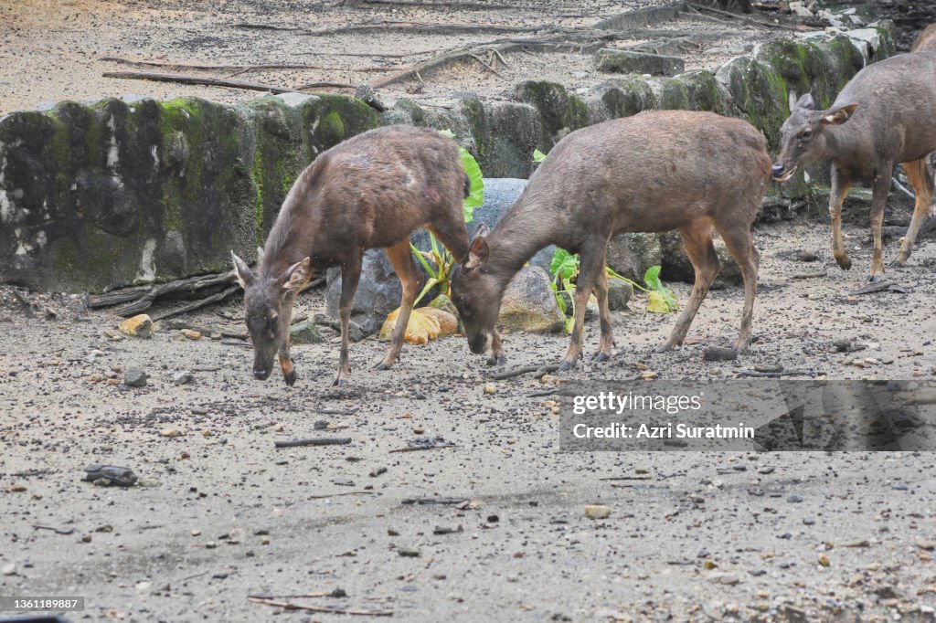 The Javan rusa or Sunda sambar (Rusa timorensis) is a deer native to Indonesia and East Timor.