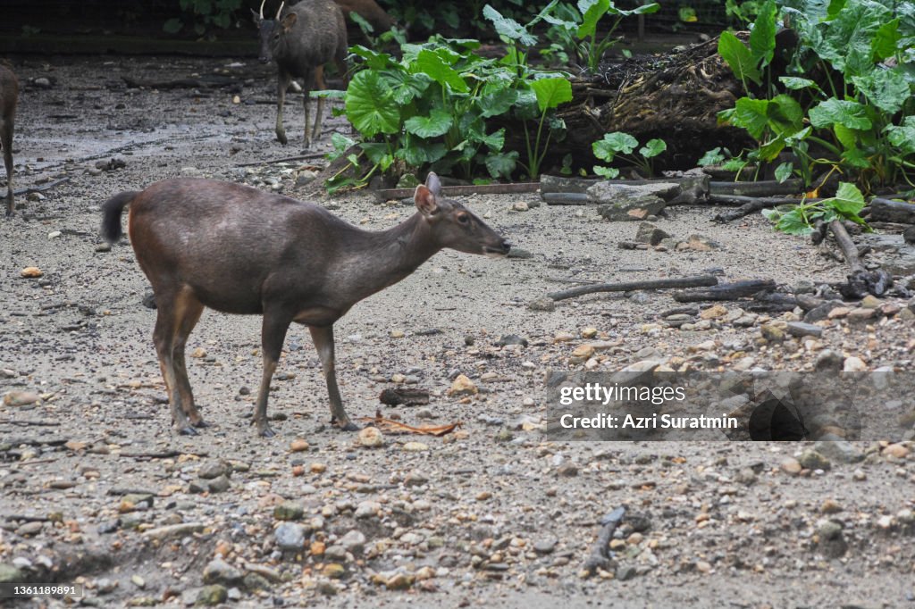 The Javan rusa or Sunda sambar (Rusa timorensis) is a deer native to Indonesia and East Timor.