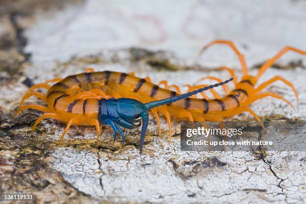 cherry red juvenile centipede - centipede stock pictures, royalty-free photos & images