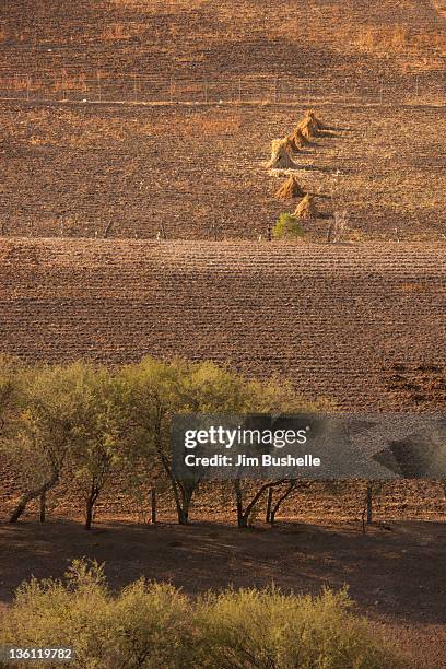 cut corn field - león mexico 個照片及圖片檔