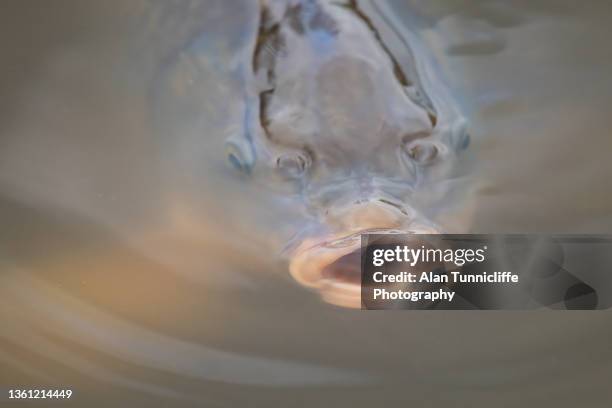 carp in water - carp fotografías e imágenes de stock