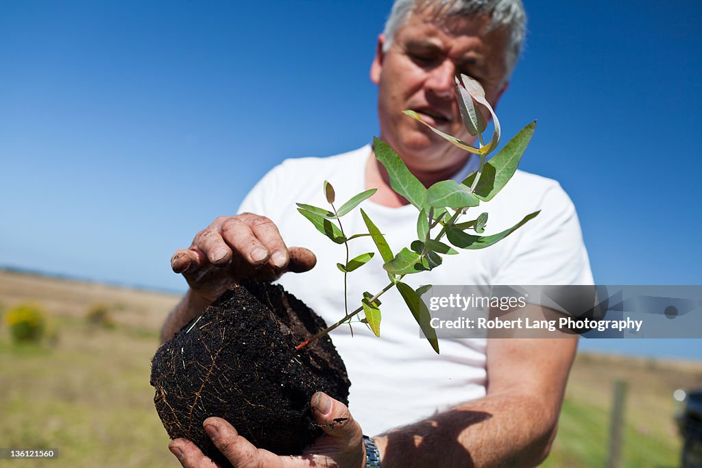 Tree planting