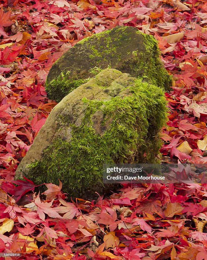 Mossy Rocks Fall Colours Of Fall Mossy Rocks On Red Maple Leaves High-Res Stock Photo ...