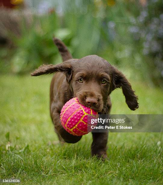 puppy holding ball in mouth - puppy running stock pictures, royalty-free photos & images