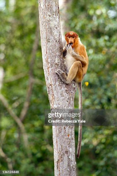 female proboscis monkey - female animal stock pictures, royalty-free photos & images