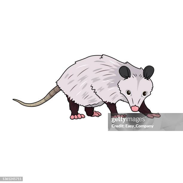 illustrazioni stock, clip art, cartoni animati e icone di tendenza di illustrazione vettoriale a colori delle pagine del libro da colorare dell'attività dei bambini con immagini di opossum animale. - marsupiale