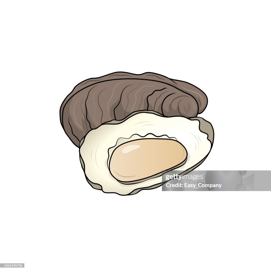 Color vector illustration of children's activity coloring book pages with pictures of Animal oyster.