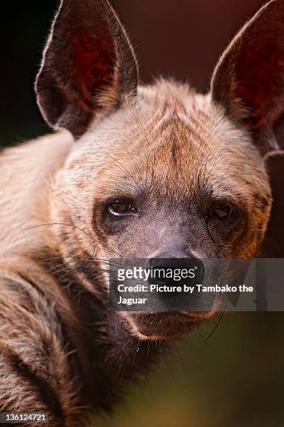 portrait of striped hyena - hyena 個照片及圖片檔