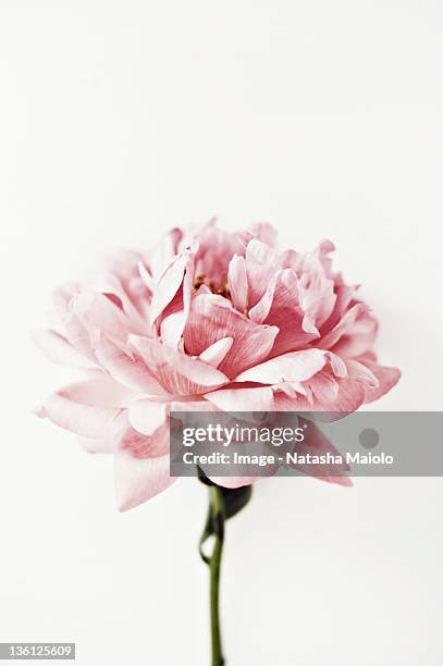 pink peony - rose flower photos et images de collection