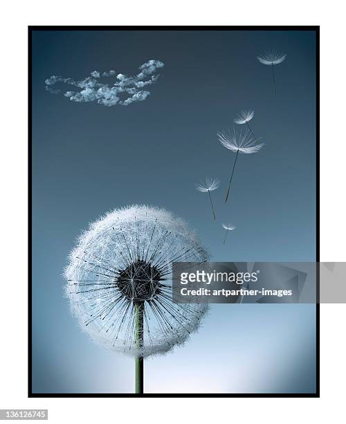dandelion gone to seed, some seeds fly away - たんぽぽ ストックフォトと画像