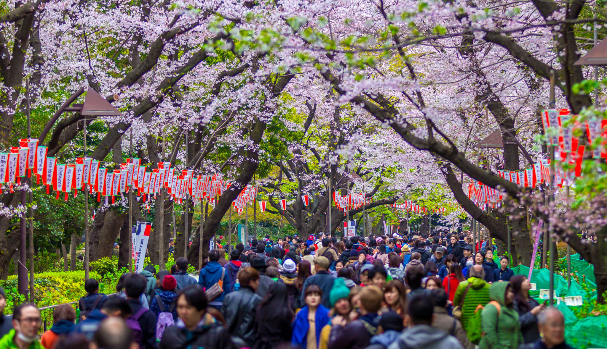 cherry blossom festival