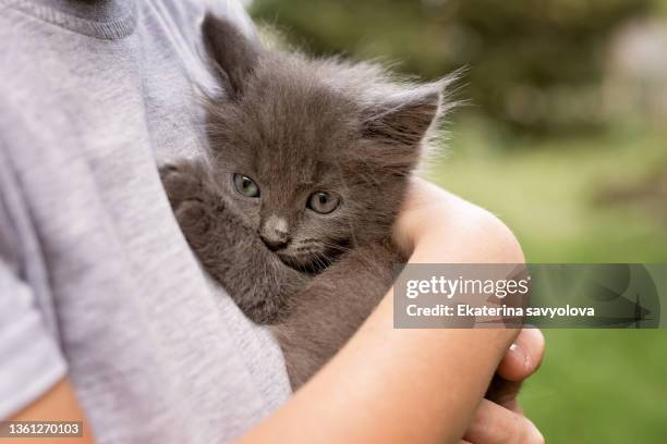 a small gray kitten in the arms of a child. close-up. - cat hand stock-fotos und bilder